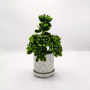 Miniature Tree planter for Home and Office Decor
